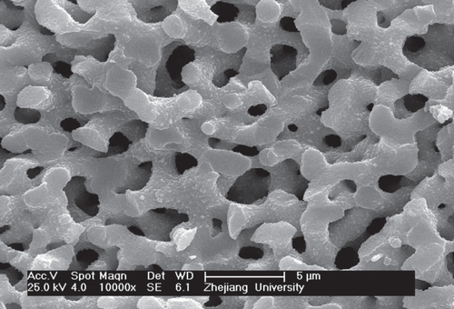 Figure 7. SEM image of ZrO2 monoliths after heat treatment at 700 °C