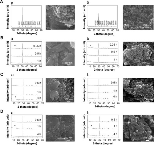 Figure 1 XRD patterns and SEM images of B-Cal (a) and N-Cal (b) as produced (A) and after being incubated in simulated gastric (B) and intestinal fluids (C) and plasma (D).Notes: (hkl) Miller indexing in XRD patterns (A) are typical patterns of the calcite phase (JCPDS No 47-1743); Asterisks in XRD patterns stand for the evolution of dicalcium phosphate dihydrate (JCPDS No 72-0714); SEM images were obtained after incubation for 1 hour in simulated gastric fluid and 4 hours in simulated intestinal fluid or plasma condition.Abbreviations: arb, arbitrary; B-Cal, bulk calcium carbonates; hkl, Miller indexing; JCPDS, Joint Committee on Powder Diffraction Standards; N-Cal, nano calcium carbonates; SEM, scanning electron microscopy; XRD, X-ray diffraction; h, hours.
