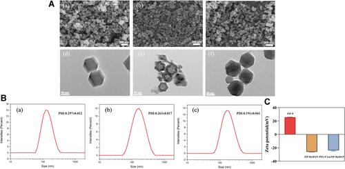 Figure 1 (A) SEM images of ZIF-8 (a, 300 nm), ZIF-8@BAN (b, 300 nm), and PEG-FA@ZIF-8@BAN (c, 300 nm) and TEM images of ZIF-8 (d, 50 nm), ZIF-8@BAN (e, 50 nm), and PEG-FA@ZIF-8@BAN (f, 50 nm). (B) Size distribution of DLS measured by ZIF-8 (a), ZIF-8@BAN (b), and PEG-FA@ZIF-8@BAN (c) (means ± SD, n = 3). (C) Zeta-potential of ZIF-8, ZIF-8@BAN and PEG-FA@ZIF-8@BAN (means ± SD, n = 3).