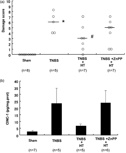 Figure 7. Effect of zinc protoporphyrin η on hyperthermia in TNBS-induced colitis. (a) Effects of zinc protoporphyrin IX on the damage score in TNBS colitis treated with HT. *p < 0.01 vs. sham, #p < 0.05 vs. TNBS. (b) Effects of zinc protoporphyrin IX on colonic CINC-1 levels in TNBS colitis treated with HT. Values are the means ± SEM of 6–8 mice.