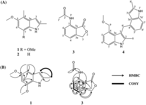 Fig. 1. Structures of compounds 1–4 (A) and COSY and HMBC correlations in 1 and 3 (B).