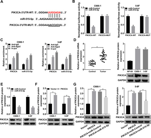 Figure 5 PIK3CA was a target of miR-515-5p and was negatively modulated by miR-515-5p in NPC cells. (A) The potential target sites between miR-515-5p and PIK3CA were forecasted by starBase. (B) The dual-luciferase reporter assay was used to verify the interaction between miR-515-5p and PIK3CA. (C) The RIP assay was carried out by using Anti-Ago2 to study the interaction between miR-515-5p and PIK3CA, and Anti-IgG was used as the control. (D) The mRNA and protein levels of PIK3CA in NPC cells were assessed by qRT-PCR and Western blot, respectively. (E) The protein level of PIK3CA in NPC cells infected with miR-515-5p or miR-Control was checked by Western blot. (F) The protein level of PIK3CA in NPC cells infected with PIK3CA or Vector was checked by Western blot. (G) The expression of PIK3CA in NPC cells infected with PIK3CA or PIK3CA + miR-515-5p, as well as the matched controls was checked by Western blot. *P < 0.05.