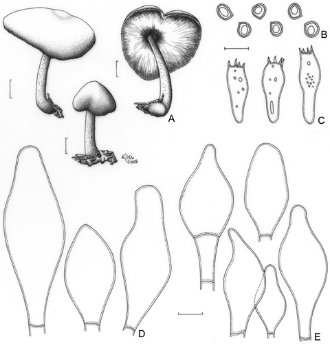Figure 11. Pluteus riberaltensis var. conquistensis (F. Karstedt & L.A.S. Ramos FK1043). A. Basidioma. B. Basidiospores. C. Basidia. D. Pleurocystidia. E. Cheilocystidia. Bars (A) = 1 cm; (B–E) = 10 μm.