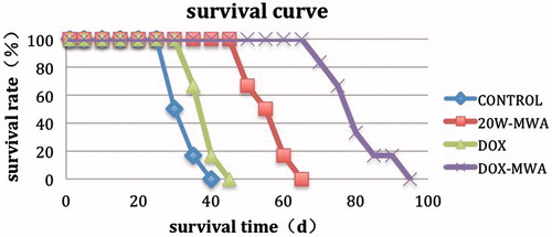 Figure 4. Kaplan–Meier analysis of end-point survival following treatment with MWA and/or IV DOX. Survival end-point signifies the time when the animal refused solid and fluid intake for more than 4 days with a weight loss of more than 20%. The greatest end-point survival was observed with combined therapy, using DOX and MWA. In addition, improved survival was noted in the 20W-MWA group, compared to the DOX group or control group.