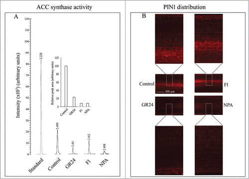 Figure 2. (A) GC-MS analysis of ACC synthase activity in 6 d old whole roots from etiolated sunflower seedlings grown in presence of distilled water (control) or 3 µM each of GR24, Fl, NPA. (B) CLSM imaging of PIN1 protein distribution in the seedling roots and their regulation by SL (GR24), fluridone (Fl) and NPA. Magnification 20X; scale bar = 100 µm.