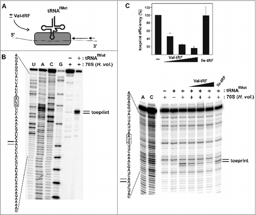 Figure 2. Val-tRF interferes with the efficient establishment of a translation initiation-like complex as monitored by toeprinting. (A) Schematic representation of the toeprinting assay using H. volcanii 30S subunits (gray) or 70S ribosomes (not shown), initiator tRNAfMet and an mRNA. Reverse transcription (dotted arrow) of the [32P]-radiolabeled primer (solid arrow) is terminated in case of a stable 30S/tRNAfMet/mRNA complex formation. (B) The obtained cDNA products were separated on denaturing polyacrylamide gels and visualized by phosphorimaging. The toeprinting signal depends on the presence of tRNAfMet and H. volcanii 70S. U, A, C, G denote dideoxy sequencing lanes. The relevant mRNA sequence is shown left to the gel and the start codon (AUG) and the toeprinting sites are highlighted. (C) The toeprinting signals obtained in the presence of H. volcanii 70S ribosomes and tRNAfMet can be inhibited by increasing amounts of Val-tRF. The Ile-tRF at the highest tested concentration did not interfere with toeprinting and served as specificity control. A representative autoradiograph of a toeprinting gel is shown in the lower panel. Quantification of 4 independent toeprinting experiments is shown above the gel whereas the toeprinting signals in the absence of any added tRF was taken as 100%.