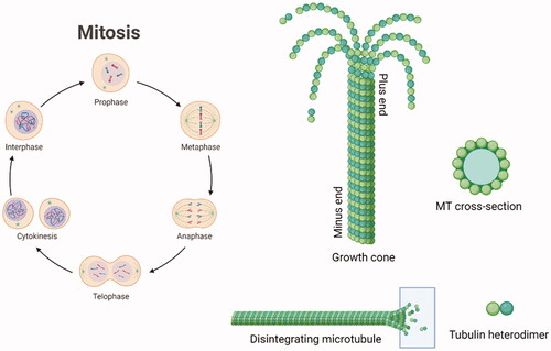 Figure 1. Schematic representation of the mitotic cycle. On the right, a picture of an MT growth cone, made of α,β-tubulin heterodimers. Created (and partly adapted from a template) with BioRender.com.