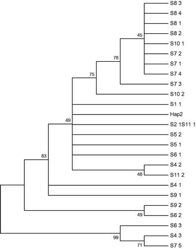 Figure 2. Neighbour-joining tree of mtDNA D-loop haplotypes of Phoxinus lagowskii. Numbers at the nodes are bootstrap values above 40%.