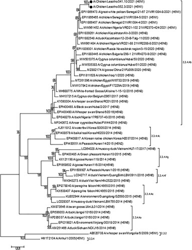 Figure 1. ML phylogenetic tree employing the Tamura-Nei model of nucleotide substitution with gamma distributed [with invariant sites (G + I)] rates among sites and 1000 bootstrap replications of the complete HA gene sequence (1704 bp) gene sequence from H5N1 HPAIVs collected in Mongolia combined with related sequences available in GenBank. The sequences from this study are shown by filled black circles. Different subclades of clade 2.3.4.4 are shown. Clade 2.3.2 and 2.3.4 are also indicated.