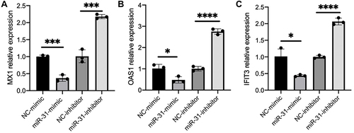 Figure 5 miR-31-5p is a negative regulator and SLC15A4 is a positive regulator of the IFN-I pathway. (A–C) Normalized mRNA expression of MX1, OAS1, and IFIT3 relative to that of GAPDH in CAL-1 cells transfected with negative controls (NC-mimics and NC-inhibitor), miR-31-5p-mimics (miR-31-mimic) or miR-31-5p-inhibitor (miR-31-inhibitor), and stimulated with R848 (5µg/mL) for 24h. Student’s t-test, *p < 0.05, ***p < 0.001 and ****p < 0.0001.