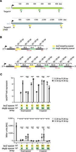 Figure 7. Shortened CRISPR-Cas9 arrays can be employed for multiplexed targeting of plasmid and chromosomally encoded genes in E. coli.