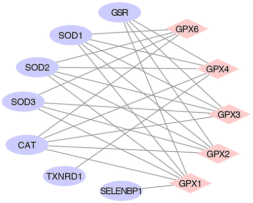 Figure 3 PPI network analysis of GPXs. Pink rhombuses represent GPXs and purple ovals represent interacting genes.