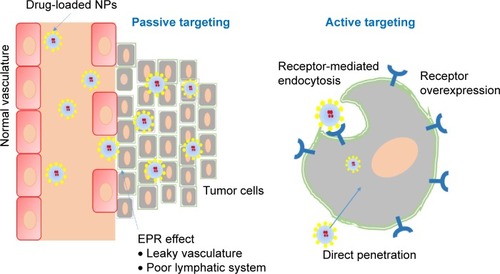 Figure 1 Passive and active targeting of tumors.Note: In passive targeting, drug-loaded NPs discriminately accumulate in tumor tissue due to leaky vasculature and poor lymphatic system, whereas active targeting involves the binding of ligand modified NPs to the receptor that are overexpressed on the cancer cells and directing cell membrane penetration using CPP.Abbreviations: NPs, nanoparticles; CPP, cell-penetrating peptide; EPR, enhanced permeability and retention.