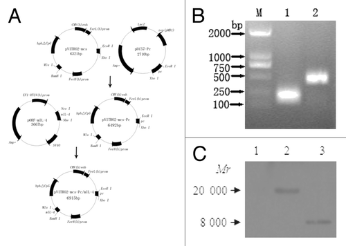 Figure 1. Schematic representation of plasmid construction and in vitro expression of plasmid. (A) Construction of eukaryotic expression plasmid pVITRO2-mcs-Pc/mIL-4. (B) RT-PCR analysis of expressed products in the culture supernatant of CHO cells transfected with pVITRO2-mcs-Pc/mIL-4. M: DNA marker; 1: RT-PCR production for Pc gene; 2: RT-PCR production for mIL-4 gene. (C) Western blot analysis of expressed products in the culture supernatant of CHO cells transfected with different plasmids. Lane 1: CHO cells transfected with pVITRO2-mcs; Lane 2: CHO cells transfected with pVITRO2-mcs-Pc/mIL-4; Lane 3: CHO cells transfected with pVITRO2-mcs-Pc/mIL-4.