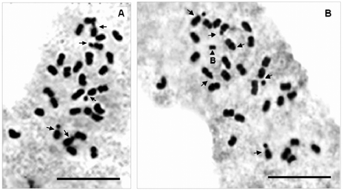 Figure 3. Mitotic metaphase plates of Origanum elongatum (O. e. 7) 2n = 30 (A) and 2n = 30+B (B). B chromosome is indicated with arrowhead and satellite chromosome with arrows. Bar scale = 10μm.