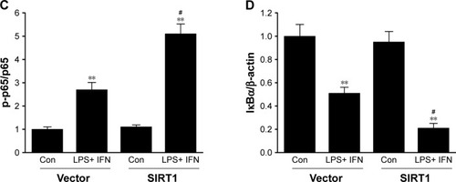 Figure 5 SIRT1 reinforced NF-κB pathway stimulation in macrophages.Notes: RAW 264.7 macrophages were transfected with SIRT1 or vector and were subsequently activated utilizing 100 ng/mL LPS and 20 ng/mL IFN-γ for 24 hours. Representative immunoblots (A) and quantitative assessment of phosphorylation level of IKK (B), p65 (C), and IκBα (D) in RAW 264.7 macrophages. Results are displayed as mean ± SEM. **P<0.01 vs corresponding control; #P<0.05 vs LPS+ INF-γ-treated vector groups.Abbreviations: LPS, lipopolysaccharide; IFN, interferon; IKK, IκB kinase; SEM, standard error of mean; Con, control.