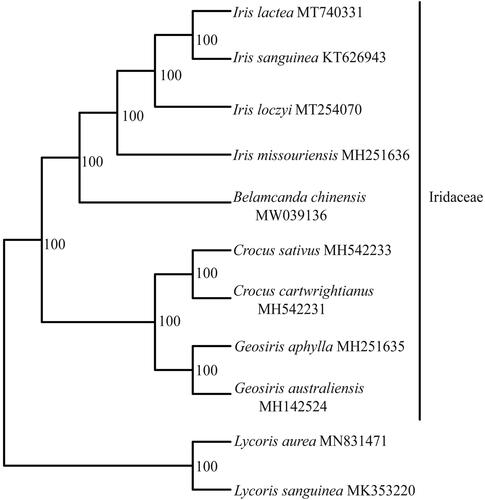 Figure 1. Maximum likelihood phylogenetic tree based on 9 complete chloroplast genome sequences. The number on each node indicates the bootstrap value.