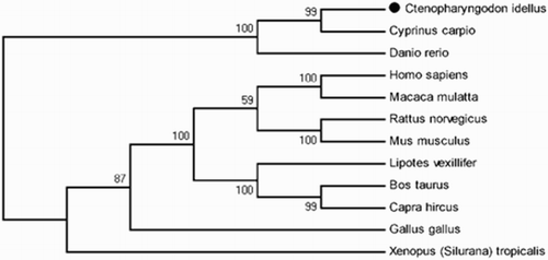 Figure 11. Phylogenetic analysis of FAT/CD36. Phylogenetic tree based on protein sequences was constructed by the neighbour-joining method with Mega 5.0 software. The strength of branch relationships was assessed by bootstrap replication (N = 1000 replicates). Grass carp FAT/CD36 was indicated by ‘●’. Accession numbers of protein sequences for FAT/CD36 are as follows: Cyprinus carpio (KM030422); Danio rerio (NM_001002363); Homo sapiens (KR710356); Macaca mulatta (AY600441); Rattus norvegicus (NM_031561); Mus musculus (NM_001159558); Lipotes vexillifer (XM_007467039); Bos taurus (NM_001278621); Capra hircus (JF690773); Gallus gallus (NM_001030731); Xenopus (Silurana) tropicalis (NM_001113679).