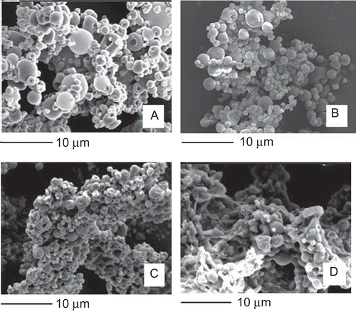 Figure 1.  SEM images of un-cross-linked (sample U) (a), cross-linked (sample A) (b), co-cross-linked (sample A1) (c), and co-cross-linked (sample A3) (d) microparticles.