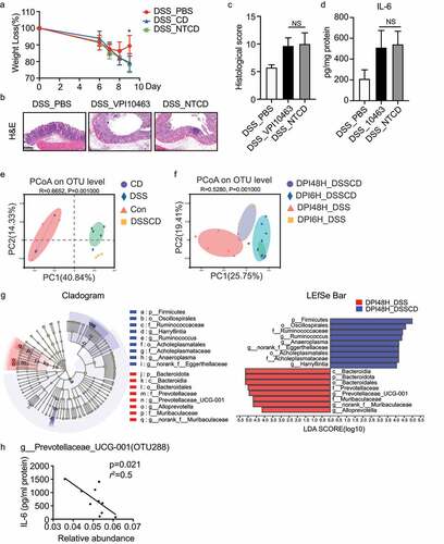 Figure 2. The gut microbiota is altered in mice with colitis challenged with C. difficile. (a – d) the effect of C. difficile on mice with colitis was independent of toxin production, as indicated by weight loss (a), H&E staining (b), histological scores (c), and production of IL-6 as shown by ELISA (d). Scale bar, 200 μm. (e and f) PcoA at the OTU level for samples from feces (e) and colonic contents (f), and the plots were based on the Bray – Curtis distance. The horizontal and vertical axes represent inter-sample variations. Each point represents an individual sample, and different colors refer to different groups. (g) Cladograms were generated by linear discriminant analysis effect size analysis to detect the differences in bacterial taxa between the DSSCD and DSS groups. Circles show phylogenetic levels from the phylum to the genus. To screen out differentially abundant taxa, the linear discriminant analysis threshold score was set to>4.0. Red and blue bars indicate taxa enrichment in the DPI48H_DSS and DPI48H_DSSCD groups, respectively. (h) Correlations between IL-6 levels and relative abundance of g_prevotellaceae_ucg001 (OTU288) in DSSCD groups (DPI6H_DSSCD and DPI48_DSSCD) were analyzed by Spearman’s correlation. Each dot represents a value from an individual mouse. Data are expressed as the mean±sd. Statistical differences between groups were assessed by the Mann – Whitney test. *P < 0.05.