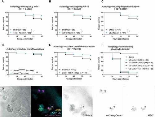 Figure 5. Stimulating the (auto)phagolysosomal axis increases the host survival against IA. (a, b and c) Survival curves of zebrafish embryos infected with A. fumigatus ∆Ku80 and exposed via waterborne treatment to 10 nM of torin 1 (a), 10 μM of AR-12 (b), 100 μM or carbamazepine (c), or DMSO as a vehicle control at the same v:v. (a, b, and c) infections were performed together but showed in split graphs for visualization purposes. (d) Survival curve of dram1 mutants or non-mutant siblings infected with A. fumigatus ∆Ku80. (e) Survival curve of zebrafish embryos overexpressing Dram1 after injection of 100 pg of dram1 mRNA or their control infected with A. fumigatus ∆Ku80. (e) Confocal image demonstrating colocalization (arrowheads) of mCherry-Dram1 with Alexa Fluor™ NHS 647-labeled A. fumigatus conidia (Af647) inside a phagocyte in the zebrafish hindbrain shortly after infection. All survival curves are representative of at least 3 independent biological replicates. The hazard ratio (HR) indicated is calculated vs. the control condition using the logrank method. Significance in the curve comparison is calculated using Log-rank (Mantel-Cox test): ns non-significant; * P ≤ 0.05; ** P ≤ 0.01; *** P ≤ 0.001; **** P ≤ 0.0001.