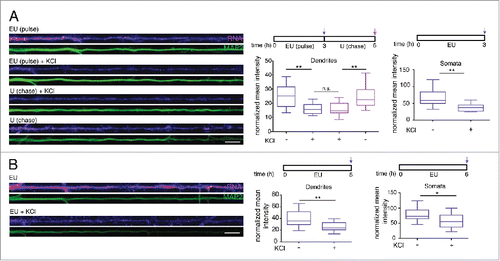 Figure 3. Depolarization of hippocampal neurons induces a decrease in detectable nascent RNA in the somata and dendrites. (A, B) Left panels: Representative dendrites showing a decrease in newly synthesized RNA signal after KCl treatment. The dendritic marker MAP2, green. Scale bars, 10 μm. Right panels: Graph showing the average intensity of RNA fluorescence in dendrites (n = 10–16) or somata (n = 9–19) in MAP2-defined dendritic area. Nascent RNA signal decreased significantly in both dendrites (top, **p = 0.0043, n.s. = 0.9999, **p = 0.0093, respectively; bottom, **p = 0.0023) and somata (top, **p = 0.0029, bottom, *p = 0.0129) following KCl treatment.