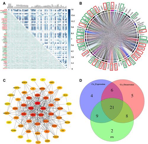 Figure 2 Identification of core genes through co-expression, mutation co-occurrence, and protein–protein interactions across 14 solid tumors in TMB-high group. (A) Gene co-expression analysis of 59 prognosis-related secretome genes among 14 solid tumors. Numbers represent cancer types with significant gene pairs. These genes were divided into three groups according to the frequency of secretome genes in significant gene pairs (red represents high group, green represents median group, and black represents low group). (B) Mutation co-occurrence analysis of 59 prognosis-related secretome genes across 14 cancer types. Genes were divided into three groups according to the frequency of secretome genes in significant gene pairs, ie, red squares indicate high group and green squares indicate median group. (C) PPI network of 52 secretome genes constructed via STRING and Cytoscape. (D) Venn diagram of 21 core secretome genes from key genes based on co-expression modules, co-occurrence of mutation, and PPI analysis.