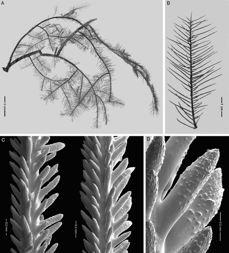 Figure 10 Tetrapathes latispina n. sp., holotype, NIWA 47417 (schizoholotype, USNM 1202947/SEM stub 314). A, Colony; B, branchlet with pinnules; C, spines on pinnules; D, close-up view of spines.