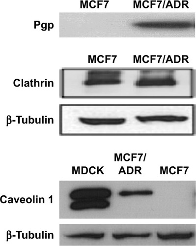 Figure 6 Western blot for expression of Pgp, clathrin, and caveolin 1 in MCF7 and MCF7/ADR cells.Note: MDCK cell line was used as a positive control for caveolin 1 expression.
