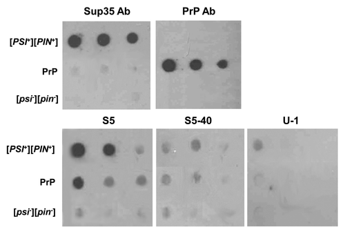 Figure 4. Staining of detergent-insoluble PrP90–231 aggregates of 74-D694ΔRNQ1 [psi-] by aptamers is not due to non-specific DNA binding. [PSI+] [PIN+], 5V-H19 [PSI+]s [PIN+]; [psi-] [pin-], 5V-H19 [psi-] [pin-]; PrP, 74-D694ΔRNQ1 [psi-] expressing PrP90–231. Sup35 Ab and PrP Ab, antibodies against Sup35 and PrP, respectively; S5, S5-40 and U-1, DNA aptamers S5, S5 without 15 nucleotides from each flank and aptamer against human pro-urokinase, respectively.