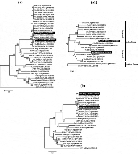 Fig. 2 The phylogenetic dendrograms of the full-length DNA-A (a) and DNA-B (b) components of watermelon chlorotic stunt virus (WmCSV) isolates with the selected begomoviruses based upon the multiple nucleotide (nt) sequence alignments. The WmCSV clade was further resolved to reveal the diversity of begomovirus isolates in this study (a1). All the phylogenetic trees were constructed in Mega7 using Neighbour-joining algorithm. The isolates identified from Saudi Arabia in this study have been highlighted in black with white text. The horizontal lines are showing nt substitutions per site with numeric branch nodes representing per cent (%) bootstrap values more than 60% and 1000 replicates. All the isolates used in this study were acronyms and represented by their respective accession numbers following Brown et al. (Citation2015).