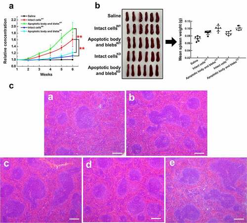 Figure 8. Anti-CENPF antibody production induced by HCC apoptotic cell components with or without CENPF knockdown in BALB/c mice. Groups of mice were injected with saline, apoptotic intact cells or apoptotic body and blebs from H22 WT or KD cells once a week for 6 weeks. (a) Serum CENPF antibody levels measured by Elisa every week. (b) Images and weights of mouse spleens at week 6. (c) H&E staining of sections of spleens obtained from mice injected with saline (a), intact cellsWT (b), apoptotic body and blebsWT (c), intact cellsKD (d), and apoptotic body and blebsKD (e). Scale bar 150 μm. **, p < .01