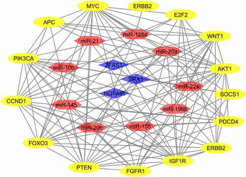 Figure 8. The lncRNA-miRNA-mRNA network The network includes 27 nodes and 126 edges. The blue rhombus, red hexagonal, and yellow oval represent the lncRNAs, miRs, and genes.