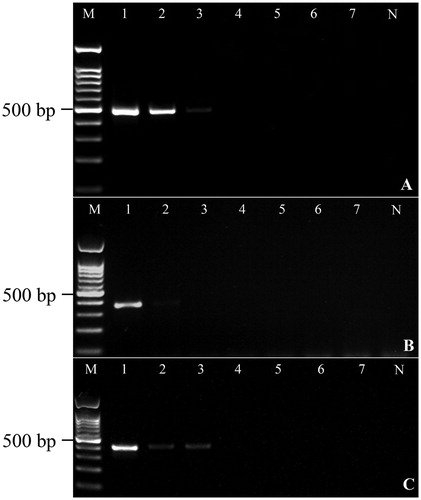 Figure 2. Results of the sensitivity test of primer sets. The initial DNA concentration was 5 ng and then ten-fold serial dilutions were prepared. A-C show the minimum DNA concentration that can be amplified by R. echinobothrida, R. tetragona and R. cesticillus primer sets, respectively.