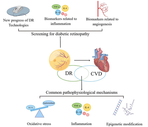 Figure 1 The main content of the review (By Figdraw). This review discusses the feasibility of DR in predicting CVD from the common risk factors and pathophysiological mechanisms of DR and CVD, the new progress of diagnostic techniques for DR, and the biomarkers for early screening of DR.