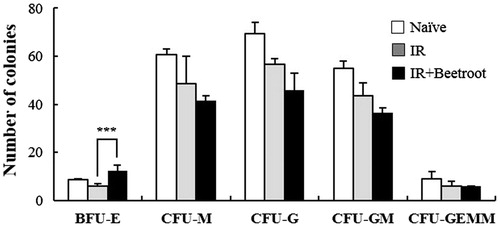 Figure 7. The effect of beetroot on the proliferation of bone marrow cells of irradiated mice. Bone marrow cells isolated from mice of each experimental group were cultured in methylcellulose medium for 10 days after irradiation and colonies of BFU-E, CFU-M, CFU-G, CFU-GM, CFU-GEMM were counted at 10 days after incubation. Data are shown as the mean ± SEM of three independent experiments (***p < .001).