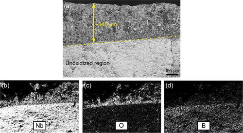 Figure 6. (a) Cross-sectional micrograph of sample 100N after oxidation at 1200°C for 180 min, and elemental composition maps showing the distribution of (b) niobium, (c) oxygen, and (d) boron.