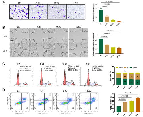 Figure 4 The influence of solanine on cell invasion, mitigation, cycle arrest and apoptosis in vitro. (A) The effect of solanine on cell invasion using the transwell technique. (B) The mitigation of gastric cancer cells was determined by the wound healing assay. (C) Cell distribution in G0/G1, S and G2/M phases was quantified by the flow cytometry analysis. (D) The effect of solanine on cell apoptosis was analyzed by flow cytometry analysis. Data are expressed as the mean ± SD (n=3) and P < 0.05, **P < 0.01, ##P < 0.01 compared to Ctr.