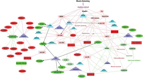Figure 3. Putative gene regulatory network in music-listening. A putative gene regulatory network was constructed using Cytoscape version 3.7.1 [Citation66] extending the results from the integrated analyses of microRNA and gene expression data after music-listening from the high COMB group, validated transcriptional regulators of DE microRNAs from TransmiR 2.0, validated target genes of the DE microRNAs and functions based on microRNA over-representation analysis and literature findings. Legend: Rectangles indicate microRNAs and ellipses indicate genes. The up-regulated and down-regulated molecules after music-listening are coloured respectively in red and green. The validated transcriptional regulators of microRNAs from TransmiR 2.0 are coloured in cyan and the upstream regulators of the DE genes from the gene expression study [Citation10] in blue. The target genes of up-regulated microRNAs which are not differentially regulated after music-listening are coloured in light green and includes only validated findings from the literature. Likewise, the target genes of down-regulated microRNAs which are not differentially regulated after music-listening are coloured in coral and includes also some predicted target genes which are mentioned in the discussion. Solid lines denote direct interactions, dotted lines indicate indirect interactions, coral lines denote positive regulation, light-green lines for negative regulation and black lines show regulation where the direction is not known