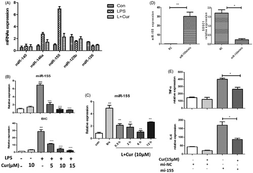 Figure 2. Inhibitory effect of curcumin on pro-inflammatory expression is related to miR-155 in RAW264.7 cells. (A) The expression of different miRNAs were measured by real-time quantitative-PCR (LPS 200 ng/mL, Cur 10 μM). (B) MiR-155 and BIC levels. Cells treated with or without curcumin in different concentrations (5, 10, 15 μM) under stimulation of LPS. (C) MiR-155 expression was detected in the cells that treated with curcumin and LPS in different culture time. (D) Cells were transfected with miR-155 mimics (mi-155) or negative control mimics (mi-NC) (50 nM) for 48 h, miR-155 and SOCS1 expression were assayed by Q-PCR. (E) mRNA level of cytokines in miR-155 or negative control mimics transfected cells with the treatment of curcumin (15 μM). The data are presented as the mean ± SEM of at least three independent experiments (##p < 0.01, ###p < 0.001; *p < 0.05, **p < 0.01, ***p < 0.001).