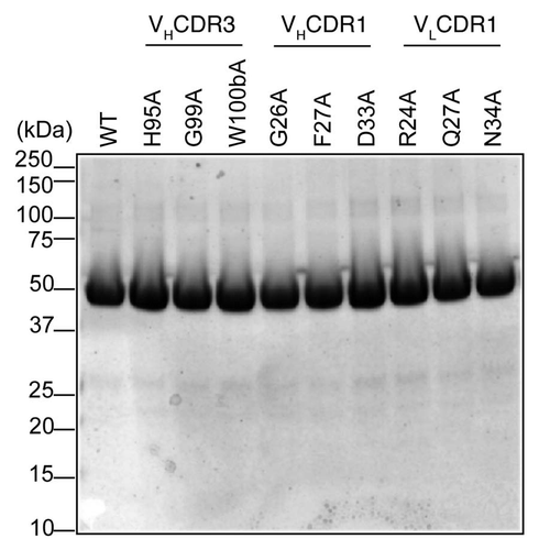 Figure 2 SDS-PAGE analysis of purified immunotoxins. Ten µg of purified immunotoxins were loaded per lane. Gel picture of 10 immunotoxins is shown as representative of the size and purity of all immunotoxins used in this study.