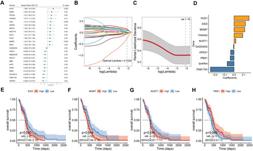 Figure 1. Construction of risk score model.A: prognosis-related gene identified by univariate Cox analysis. B: LASSO coefficient profiles of 23 candidate genes. C: screening of the best parameter (lambda) in the LASSO model. D: regression coefficients for 10 DDR-related signature genes. E–H, Kaplan-Meier survival analysis of EID3, MGMT, NUD1 and PMS1in the high- and low-risk score groups.