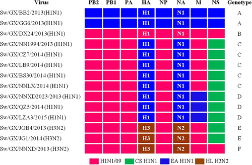 Fig. 2 Genotypes of H1N1 and H3N2 IAVs-S from Guangxi during 2013 to 2015.Origin of each gene segment is colored for representing the different lineages