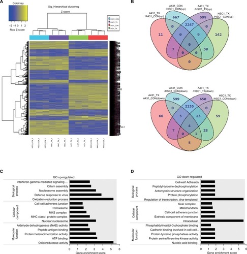 Figure 2 Identification of genes related to everolimus resistance in skin SCC cells using microarray analysis.Notes: (A) Hierarchical clustering of the significant differences in gene expression for control and everolimus treatments in A431 and HSC-1 cells. (B) Venn diagram of the upregulated and downregulated genes after everolimus treatments. (C) GO enrichment analysis of the upregulated genes associated with everolimus resistance. (D) GO enrichment analysis of the downregulated genes associated with everolimus resistance.Abbreviations: SCC, squamous cell carcinoma; GO, gene ontology.