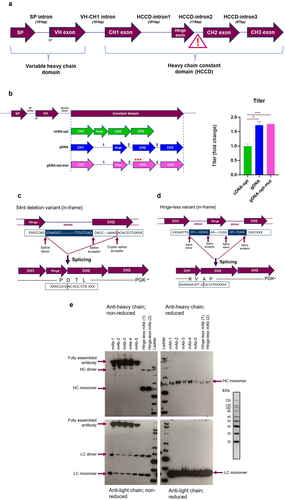 Figure 1. Heavy chain transgene engineering approaches to eliminate splice variants (a) a pictorial representation of the exon/intron arrangement in the HC expression cassette, the intron between the hinge and CH2 domain is highlighted as particularly susceptible to mis-splicing, SP = signal peptide (b) Depiction of the different HCCD intron arrangements generated in a single plasmid encoding both the HC and LC for mAb-B, the different HCCD formats were cDNA sequence optimized (cDNA-opt), gDNA non-sequence-optimized (gDNA) and gDNA sequence optimized with three mutations in the CH2 to lower the score of in silico predicted cryptic splice acceptors, illustrated by the red stars (gDNA-opt-mut). Plasmids were used to generate stable CHO pools which were subject to a fed-batch process, n = 3 pools for each construct, graph shows mean+SD. Terminal fed-batch titers represented as fold change compared to the cDNA sequence optimized plasmid, statistics analysis was performed using an unpaired t-test, *= P < 0.05, **= P < 0.005, ***=P < 0.005, ****=P < 0.0005. (c) Molecular mechanism of the variant transcript produced by mis-splicing using a cryptic acceptor site resulting in deletion of the first 54 nucleotides of the CH2 domain. (d) Molecular mechanism of the hinge-less splice variant transcript. Both variant transcripts resulted in in-frame shifts in coding sequence, * = Stop codon. (E) Non-reduced and reduced western blot analysis of mAb-B HC (top panels) and LC (lower panels) from transient expression supernatants, sampled at day 5 post transfection; mAb-1 to 5 are the five expression constructs in Figure 2a, present as positive controls, hinge-less mAb 1 and 2 are two transfection replicates of the same plasmid.