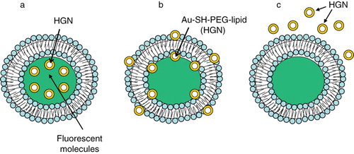 Figure 8. Gold nanostuctures-liposome systems. Diagram showing HGNs entrapment in different regions of liposomes. (a) HGNs in the aqueous core, (b) Au-SH-PEG-lipid tethered to lipid bilayer, (c) HGNs suspended freely outside.