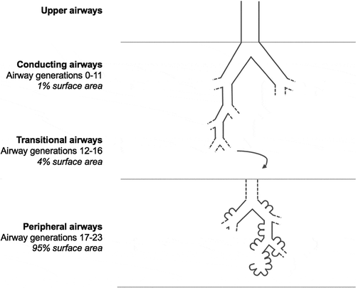 Figure 2. Anatomy of the lungs with increasing airway surface area