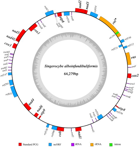 Figure 2. Circular map of the S. alboinfundibuliformis mitogenome. The outer ring marks relative positions of different genes, and the inner ring represents GC contents. Blocks outside the ring represent forward strand genes, and blocks inside the ring represent reverse strand genes. Different kinds of genes are shown in different colors. The 14 protein-coding genes typically found in fungal mitogenomes and the two rRNA genes are shown in bold. Intron-containing genes are followed by asterisks after gene names.