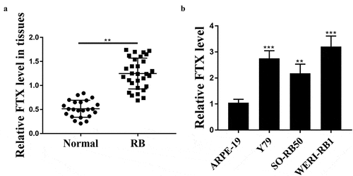 Figure 1. The expression of FTX in RB tissues and cancer cell lines. (a) The expression levels of FTX in RB tissues (n = 30) and RB cell lines (b) were assessed by qRT-PCR. ** p < 0.01, *** p < 0.001
