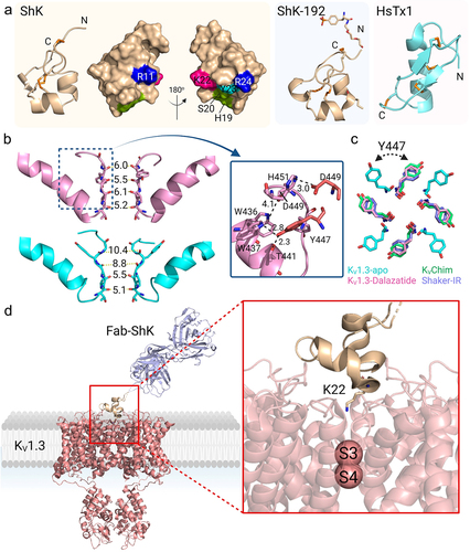 Figure 5. Structure of KV1.3 bound to pore-blocking peptides. a) KV1.3 inhibitory peptides. ShK represented as wheat-colored cartoon with the disulfide-bonds as orange sticks. The cluster of residues that interact with KV1.3 are represented as a surface: Arg11 and Arg24 in blue, His19 and Ser20 in green, Lys22 in pink, Tyr23 in cyan. ShK-192 (PDB 2K9E) is shown as a wheat-colored cartoon (middle) and HsTx1 (PDB 1QUZ) as a cyan-colored cartoon. b) Pore region of two subunits of the C-type inactivated apo KV1.3-KVβ2 (cyan) (PDB 7WF3) and dalazatide-KV1.3-KVβ2 (pink) (PDB 7WF4). The selectivity filter residues are shifted compared to the apo KV1.3-KVβ2, where the new position of Tyr447 formed inter-subunit hydrogen bonds Trp437-Tyr447 and Thr441-Tyr447. An inter-subunit Asp449-His451 hydrogen bond also stabilizes this conformation of the selectivity filter. c) Overlay of aromatic residues in the open-conducting conformations of KVChim (green), Shaker-IR (purple), apo KV1.3-KVβ2 (cyan) and dalazatide-KV1.3-KVβ2 (pink). d) KV1.3 bound to Fab-ShK (PDB 7SSV) with Lys22 inserted into the selectivity filter to occlude the channel pore.